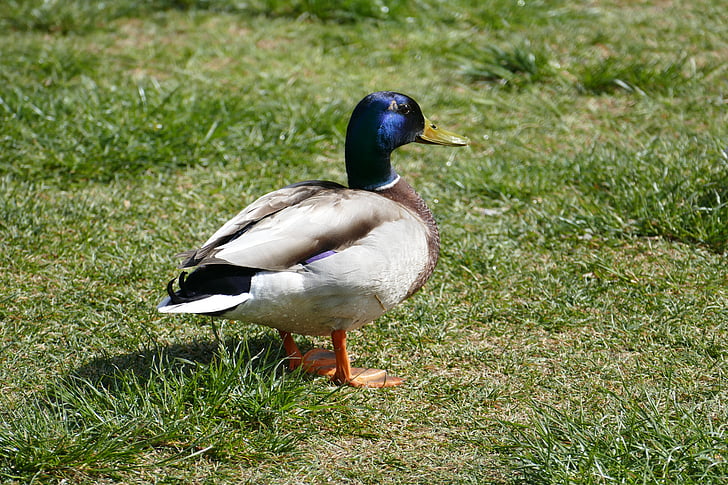 mallard, male, rush, green, colorful, bird, duck