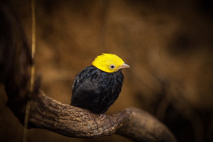 black, yellow, bird, branch, tree, animals, birds