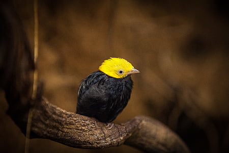 negro, amarillo, pájaro, rama, árbol, animales, aves