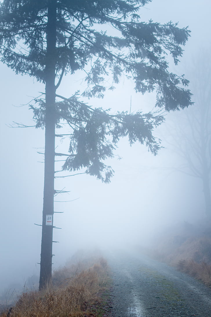 ομίχλη, ομίχλη, φύση, σε εξωτερικούς χώρους, δρόμος, δέντρο