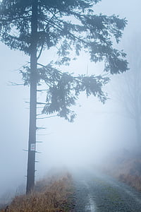 туман, туман, Природа, на открытом воздухе, дорога, дерево