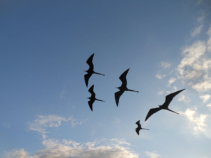 siluett, Fotograafia, linnud, Flying, taevas, lind, loomad looduses