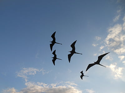 silueta, fotografia, ocells, volant, cel, ocell, animals en estat salvatge