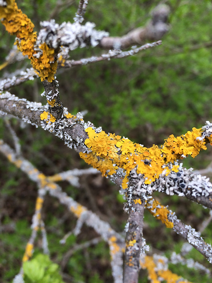 spring, lichen, branch, yellow, bark, nature, tree