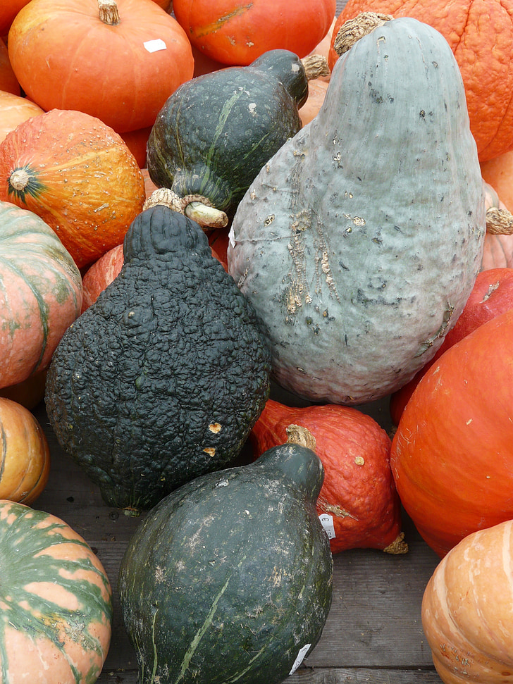 pumpkins, kuebismarkt, pumpkin species, different, kuebissorten, kabocha, hubbard's