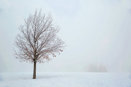 ainava, sniega, ziemas, dūmaka, migla, migla, saullēkts