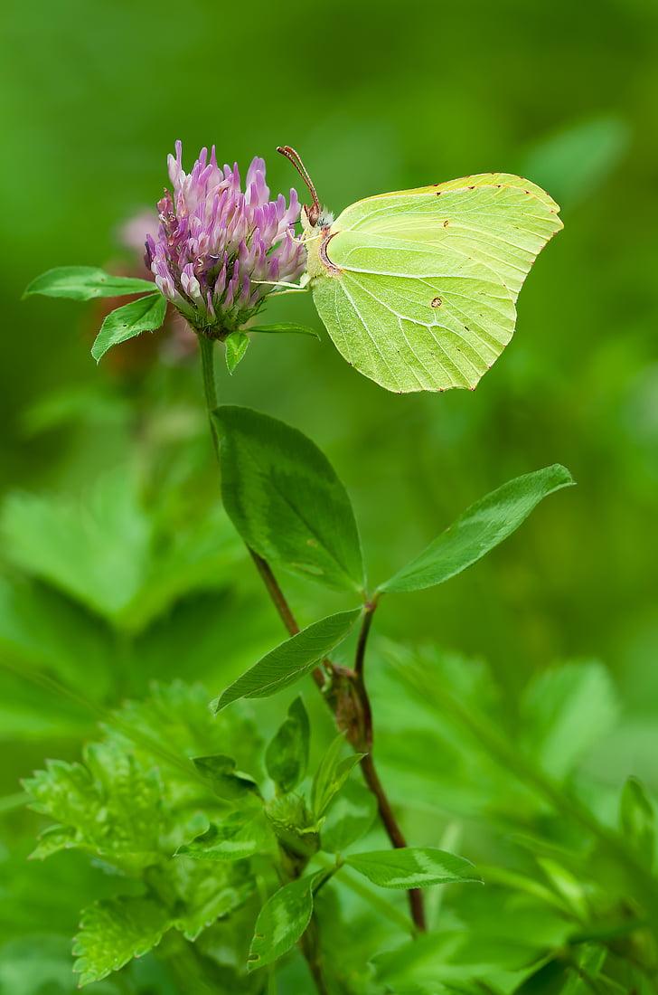 gonepteryx rhamni, males, butterfly, nature, insect, male folder, flower