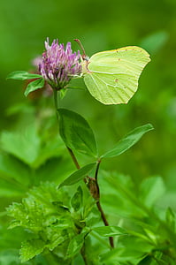 gonepteryx rhamni, masculi, fluture, natura, insectă, sex masculin pliant, floare