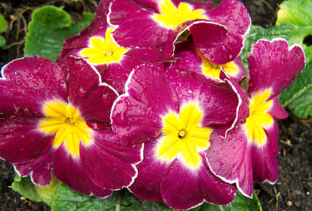 Primrose, violetit kukat, kevään