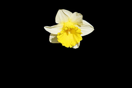 alb, galben, floare, întuneric, plante, petale, fundal negru