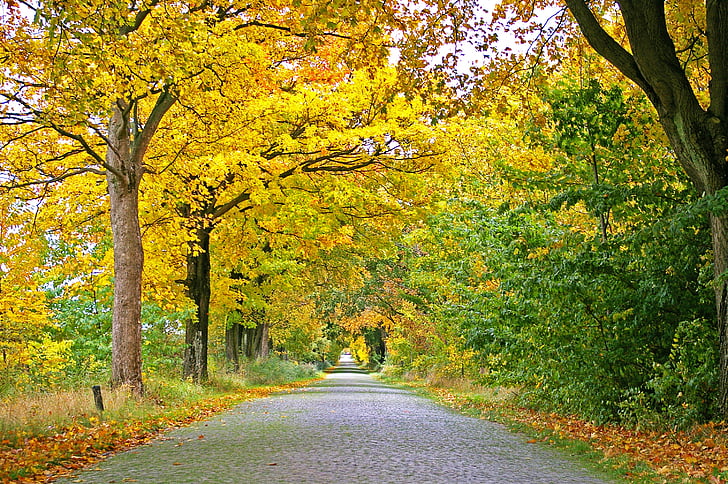 Herbst, Avenue, Bäume, entfernt, Straße, von Bäumen gesäumten Allee, Blätter