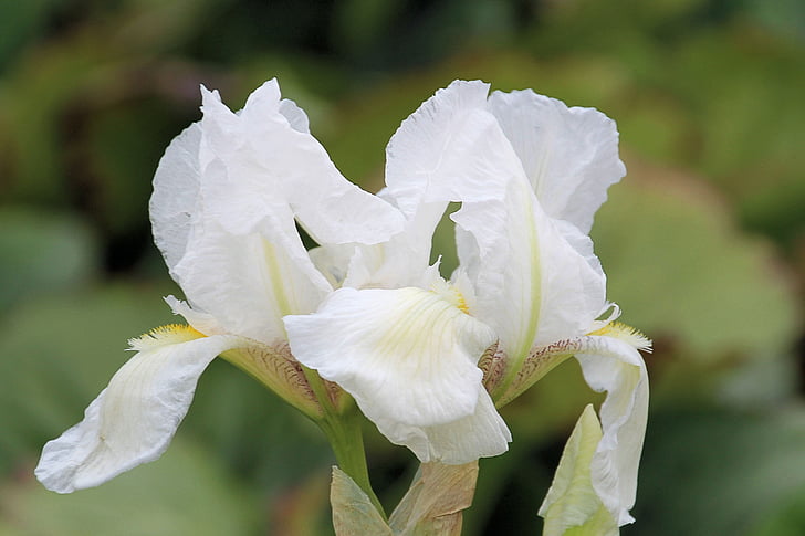 Foto Gratis Bunga Bakung Putih Bunga Berkembang Bunga Lily Family Musim Semi Hippopx