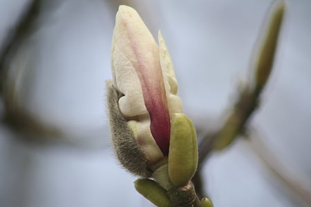 magnolia, blossom, bloom, tree, pink, flowers, spring