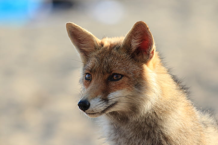 Fox, dyr, Toscana, Red fox, pattedyr, dyreliv, natur