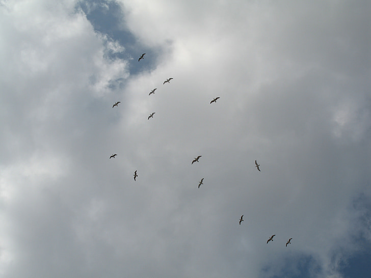 paukščiai, dangus, debesys, žuvėdra, skristi