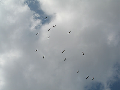 birds, sky, clouds, seagull, fly