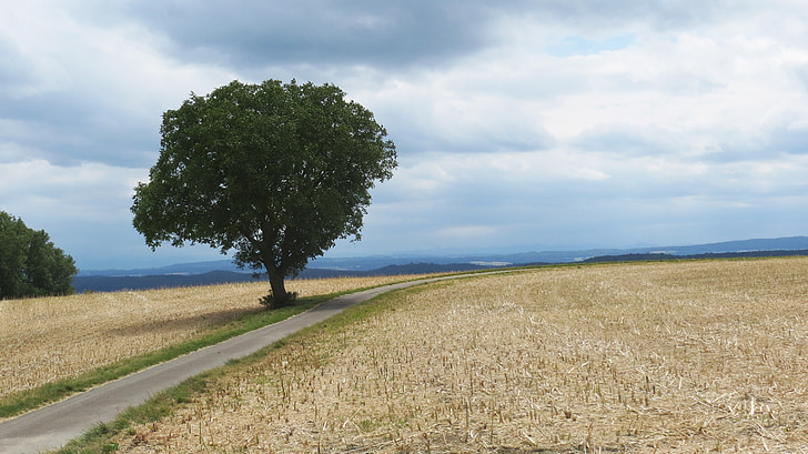 strom, pryč, krajina, pěší turistika, mraky, pole, Příroda