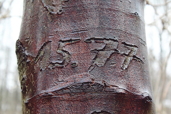tree, engraving, bark, log, nature, tribe, structure