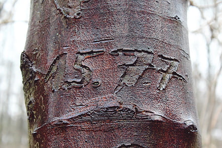 arbre, gravat, escorça, registre, natura, tribu, estructura