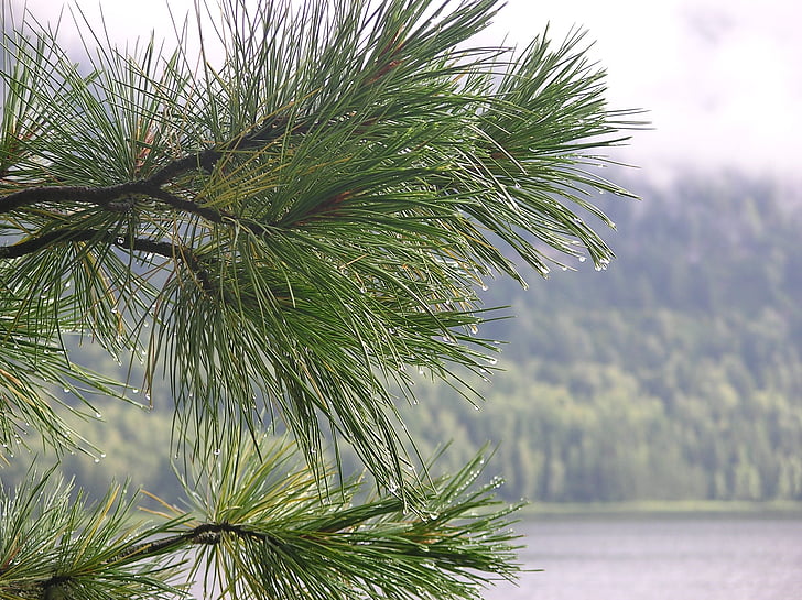 after the rain, nature, on the lake, raindrops, pokoj, forest