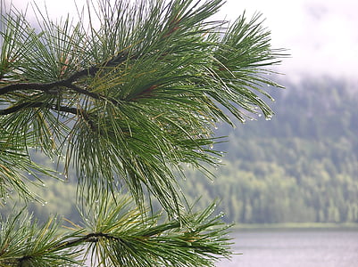 après la pluie, nature, sur le lac, gouttes de pluie, Pokoj, Forest