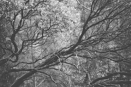 grayscale, foto, telanjang, pohon, pohon, cabang, hutan