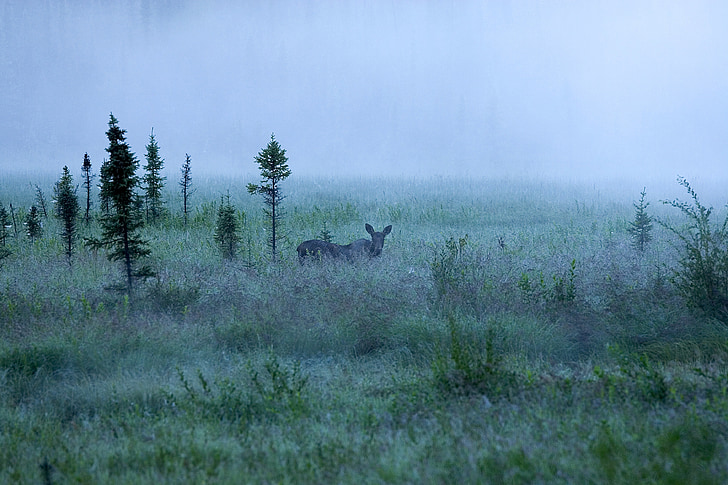 fog, moose, landscape, scenic, wildlife, morning, mist