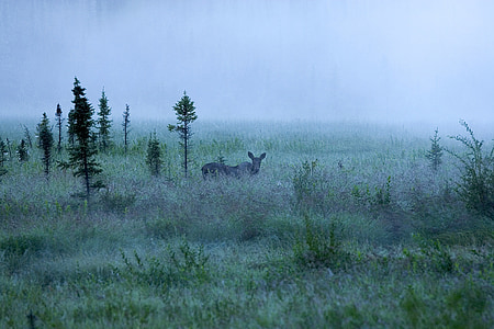 sương mù, con nai sừng tấm, cảnh quan, danh lam thắng cảnh, động vật hoang dã, buổi sáng, sương mù