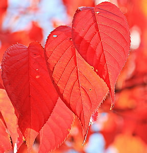 otoño, colores otoño, hojas de otoño, desenfoque de, rama, brillante, Close-up