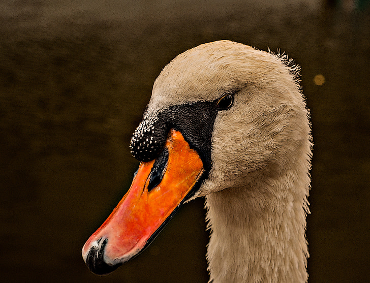 Swan, cioc, alb, apa, cap, pasăre, lac alb