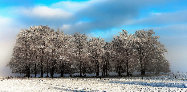 hivers, paysage, neige, horizon, nature, froide, domaine