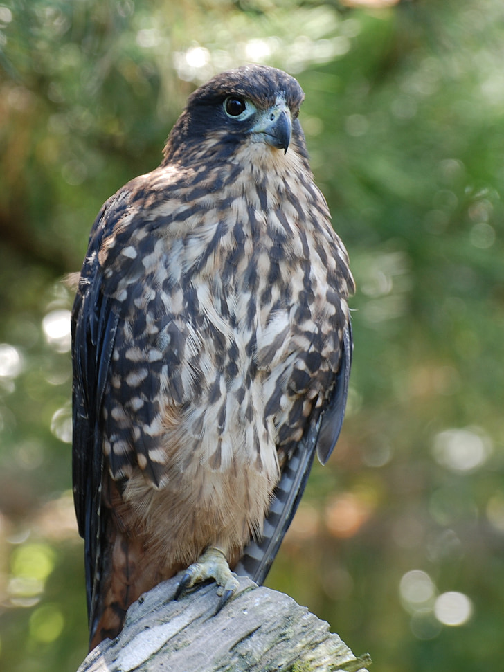 falcon, perched, raptor, bird, wildlife, nature, hunter