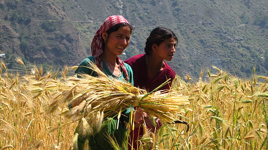 ladang jagung, pekerja lapangan, bidang pekerjaan, Gadis, panen, pemandangan, musim menuai gandum