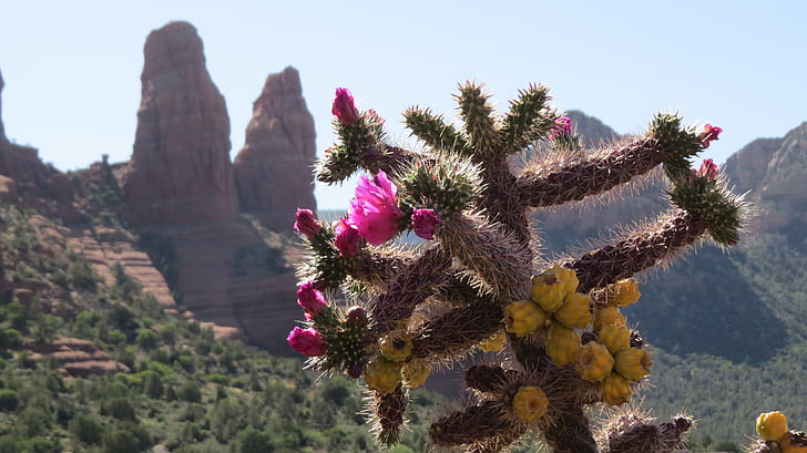 desert de, cactus, flor, suculentes, Arizona