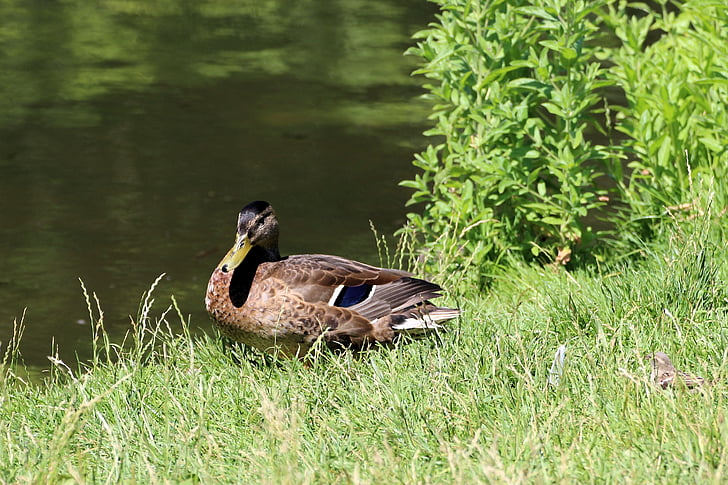duck, mallard, nature, water bird, plumage, meadow