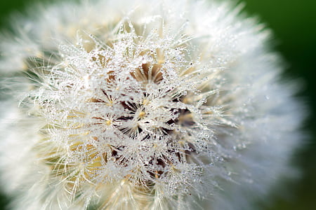 dandelion, close, common dandelion, seeds, macro, nature, pollen