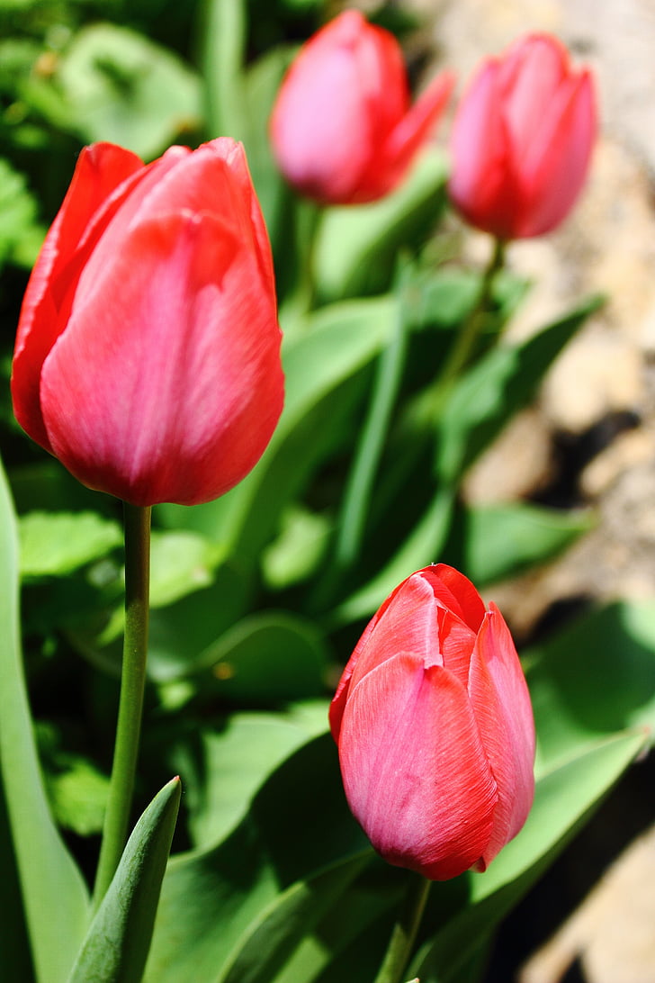 Tulip, tulipány, červená, pohár, kvety, krása, kvet