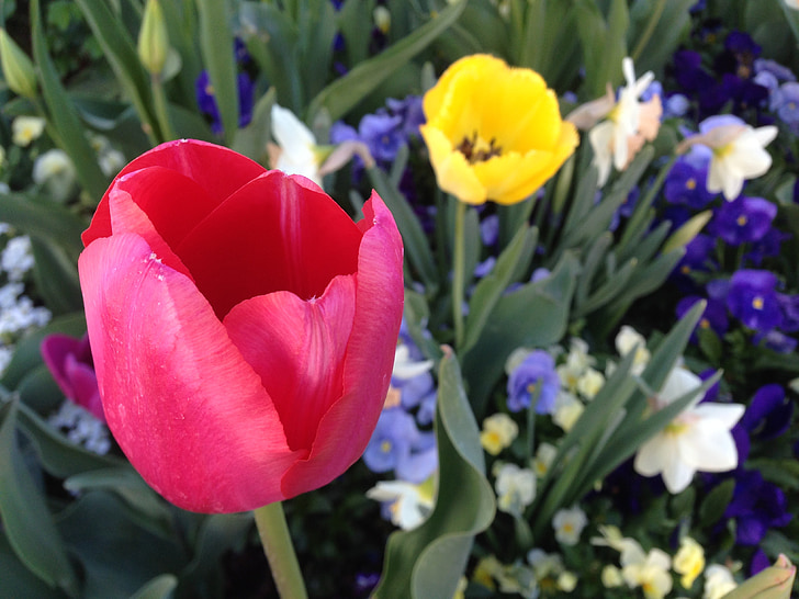 tulipaner, blomst, hage, blomster, våren, fargerike, Blossom