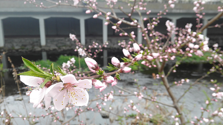 cherry blossom, affix, flowers, rivers