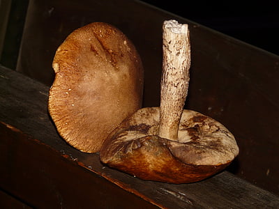 mushroom, cep, nature, plant, food, eat, wood - Material