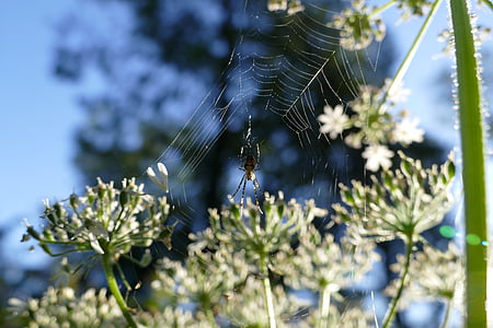 laba-laba, serangga, hewan, Cobweb, jaring laba-laba, alam, embun