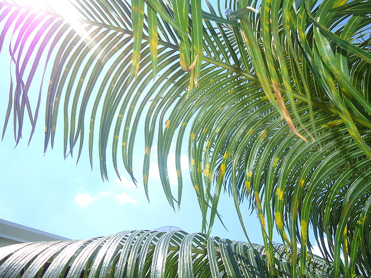 palmer, Brasilien, planter, flyvende, blade, Sol, natur