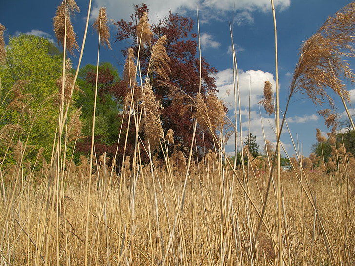Reed, alam, warna permainan, musim semi, botani