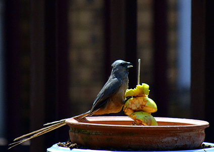 burung, Sparrow, Apple, Taman, Makanan, di luar rumah