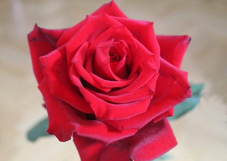 červená růže, růže, květ, Bloom, květ, růže květ, červená