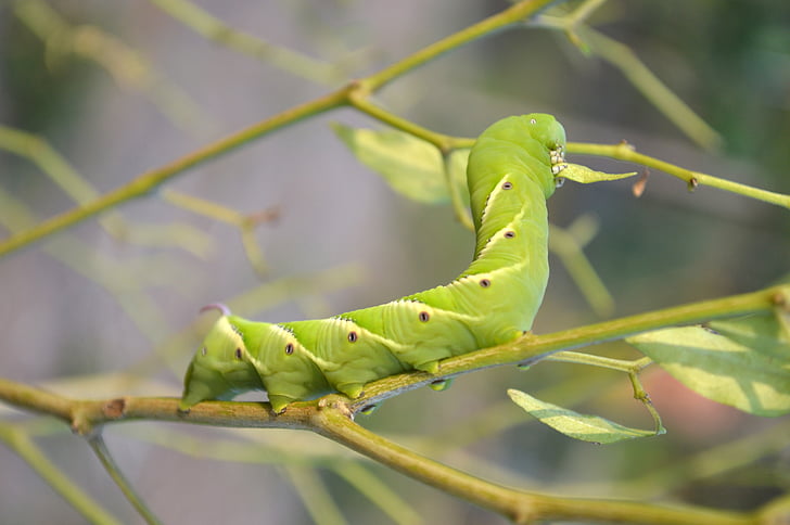 natura, Caterpillar, Guyana, foglia, insetto, animale, Close-up