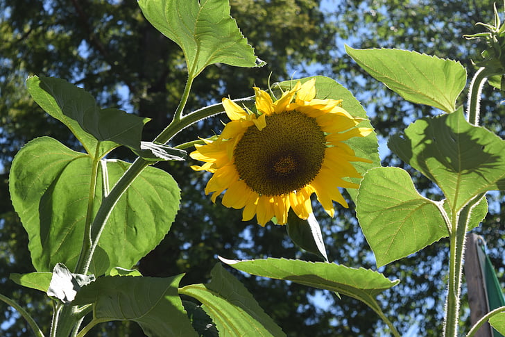 Sun flower, augusti, sommar