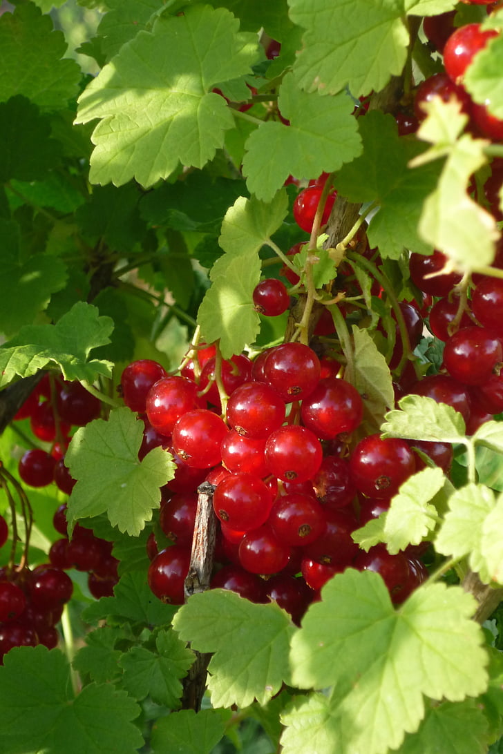 vinbär, Ribes grossularia, liten frukt, Orchard, trädgård, köksträdgård, röd