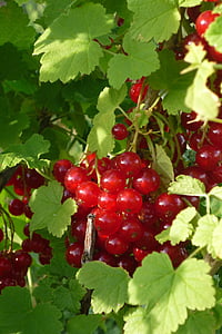 serbentų, Ribes grossularia, smulkūs vaisiai, sodo, sodas, daržovių sode, raudona