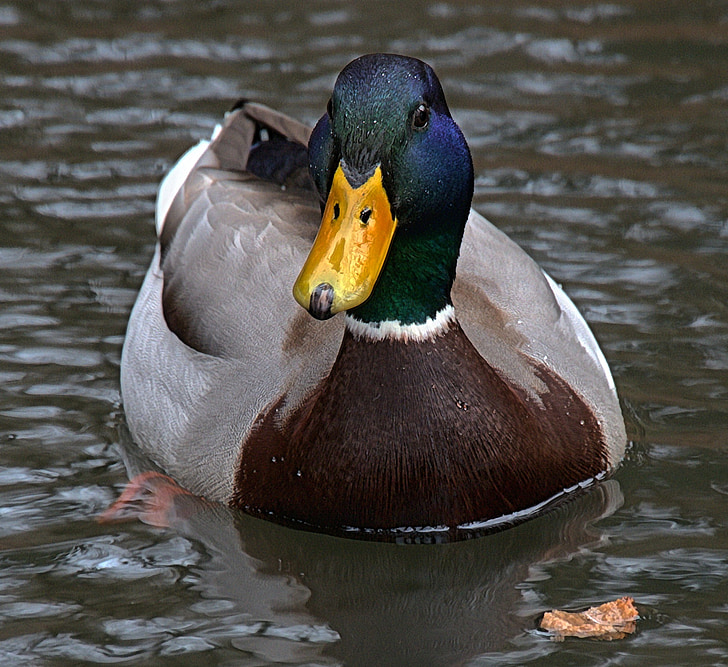 patka, akvatičnih životinja, Drake